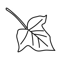 illustration of a leaf in transparent png