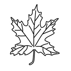 Fototapeta premium maple leaf silhouette in transparent png
