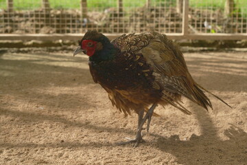 The Ring-necked Pheasant (Phasianus colchicus) is a popular game bird known for its striking appearance and adaptability to various environments. |環頸雉