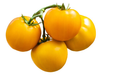 Fresh yellow tomatoes on a vine, isolated or white background. A vibrant and clean composition of the natural beauty and freshness of tomatoes, for culinary, vegetable, agricultural and health project