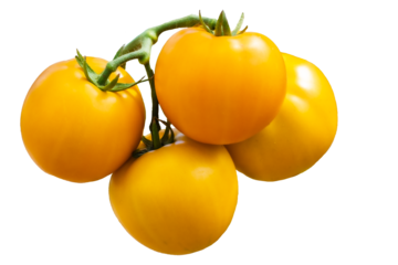 Fresh yellow tomatoes on a vine, isolated or white background. A vibrant and clean composition of the natural beauty and freshness of tomatoes, for culinary, vegetable, agricultural and health project