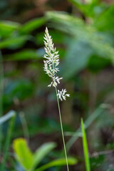 Single wild grass flower growing in green meadow