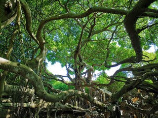 tree in the jungle