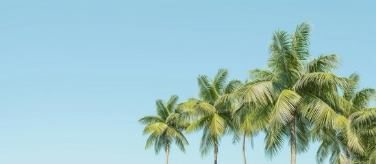 Fototapeta premium Green palm trees against a clear blue sky provide a serene backdrop for this image with ample copy space