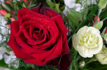 róże zroszone kroplami wody  © siwyk