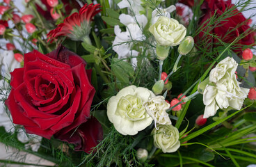 róże zroszone kroplami wody  © siwyk