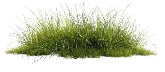 Detailed blades and natural texture of a clump of green tall grass stand out on a white background with clipping paths creating a beautiful copy space image