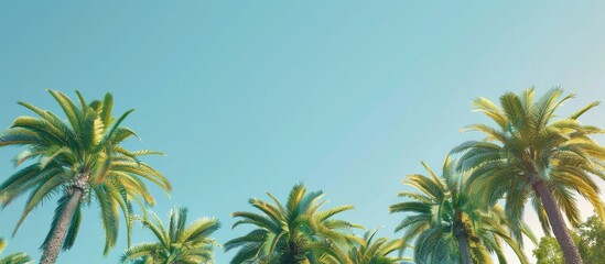 Green palm trees against a clear blue sky provide a serene backdrop for this image with ample copy space
