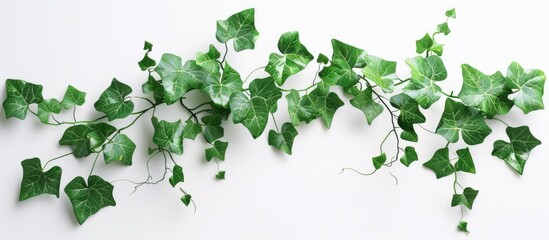 Fototapeta premium An ivy Hedera plant displayed in isolation against a white background providing ample copy space image