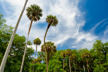 Fototapeta premium Palm trees reaching to the blue sky in Highlands Hammock State Park, Florida