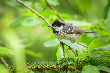 A Coal Tit looking for food in a tree