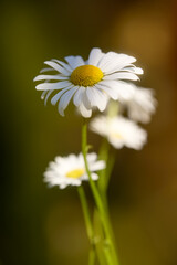 Obraz premium Macro of daisy in the grass