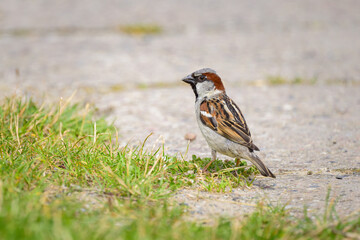 A male House Sparrow standing on the ground