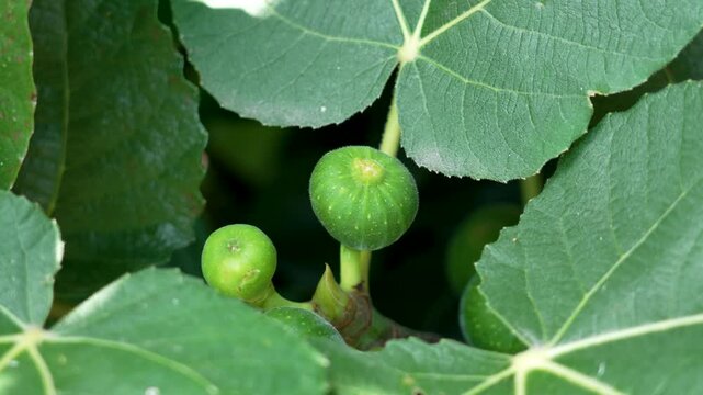 Vibrant green figs peek through their leaves in farm orchard close up