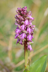 Obraz premium A Giant Orchid flowering in a meadow