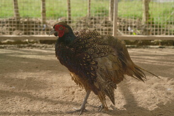 The Ring-necked Pheasant (Phasianus colchicus) is a popular game bird known for its striking...