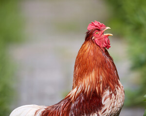 Red rooster crowing in the farm