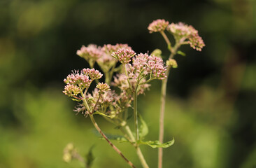 Hemp agrimony plant (Eupatorium cannabinum)