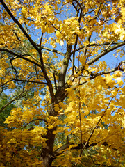 autumn leaves against sky
