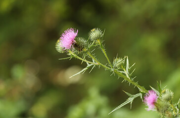 Spiny plumeless thistle (Carduus acanthoides)
