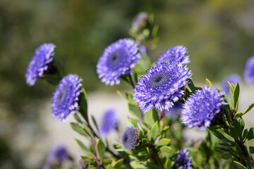 A flowering Shrubby Globularia on a sunny day