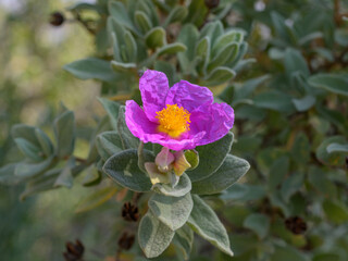 A flowering grey leaved cistus in springtime
