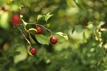 Cherry plum tree (Prunus cerasifera)