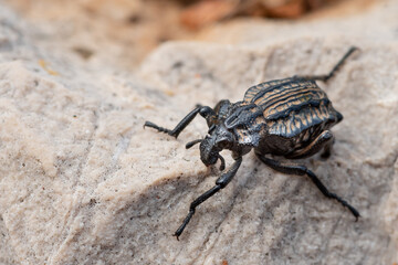 A Garlic Weevil beetle on a rock
