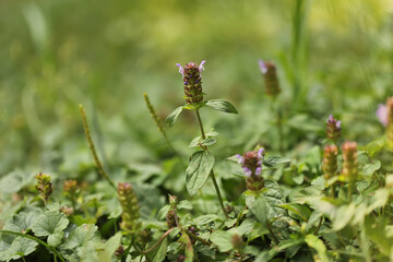 Self heal plant (Prunella vulgaris)