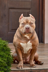 American Bully Dog. American Bully Puppy Portrait. American Bully Pocket, Classic. Companion Dog