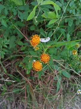 Bidden pilosa flower plants that fall off