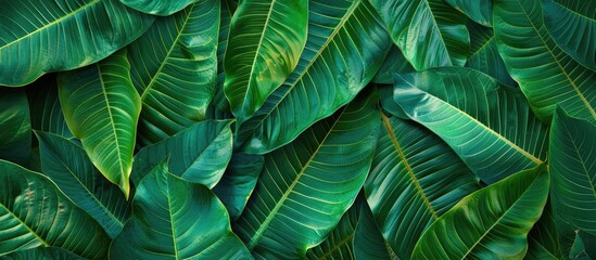 Natural concept background of lush green mango leaves with copy space image