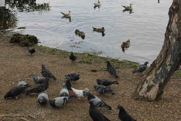 Fototapeta premium group of seagulls