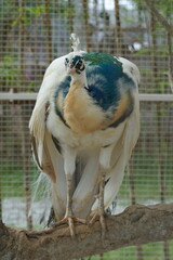 Peacocks in a Kaleidoscope of Color|孔雀