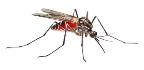 PNG Mosquito insect animal white background.