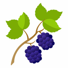 black berry hanging from branches vector illustration on white background