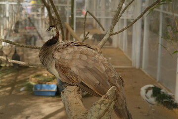 Peafowl are large, colorful birds known for their striking plumage and are members of the pheasant family, Phasianidae. |孔雀