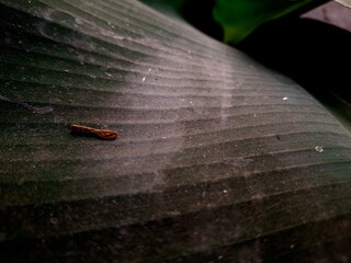 take a closer look at the banana leaf with some spider webs and others