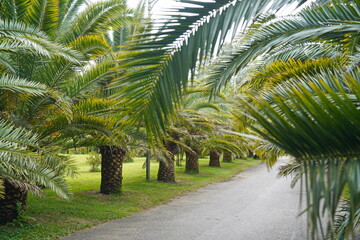 Obraz premium Various palm trees planted in the park.