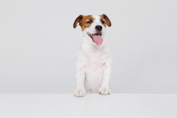 Portrait happy puppy of Jack Russell Terrier on gray background. Free space for text. Wide angle horizontal wallpaper or web banner. 