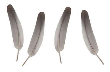 A bird feather for writing with ink. On isolated transparent background.