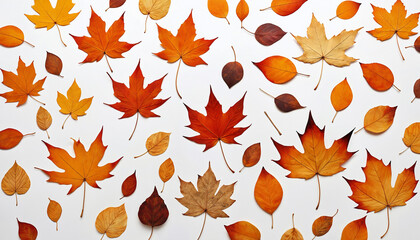 Fototapeta premium Orange Leaf Fall on a white background