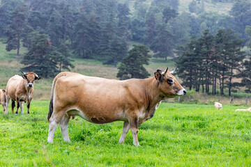 Vaches sur les plateaux de l'Aubrac