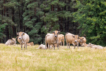 Vaches sur les plateaux de l'Aubrac