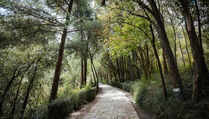 Obraz premium Enchanting Forest Pathway Surrounded by Tall Trees