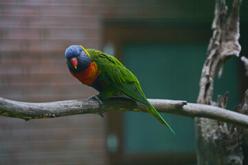 A parrot in the park area.