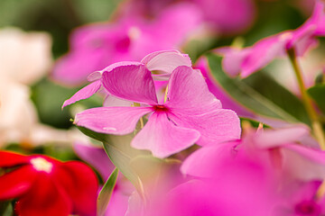 Closeup Pink Catharanthus roseus and Droplets on the flowers to see the beautiful color in the garden.