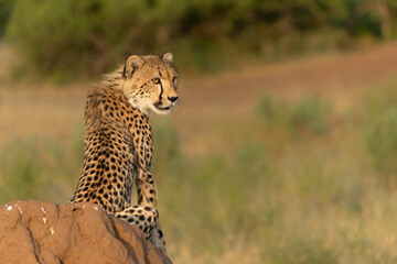 Cheetah (Acinonyx jubatus). Young cheetah sitting on a termite hill in warm light in the late afternoon in Mashatu Game Reserve in the Tuli Block in Botswana     
