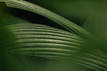 Close-up of water drop on green plant leaf texture