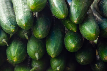 Close up stack of fresh and raw cucumber